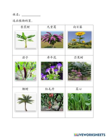 植物的特征练习二