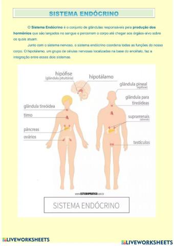 Sistema endócrino