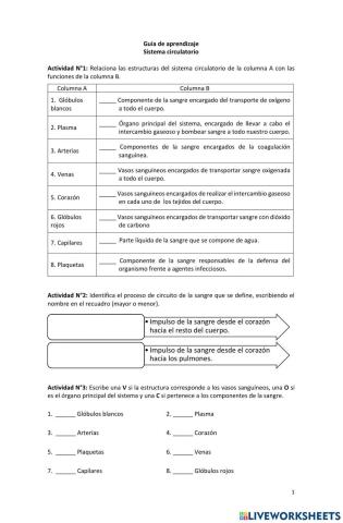 Sistema circulatorio