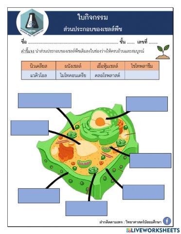 ใบกิจกรรม ส่วนประกอบของเซลล์พืช