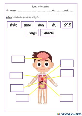 อวัยวะภายใน