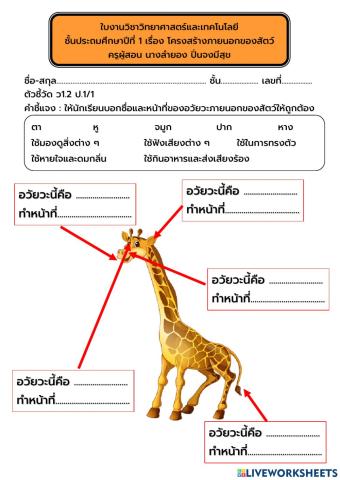 ใบงาน โครงสร้างภายนอกของสัตว์