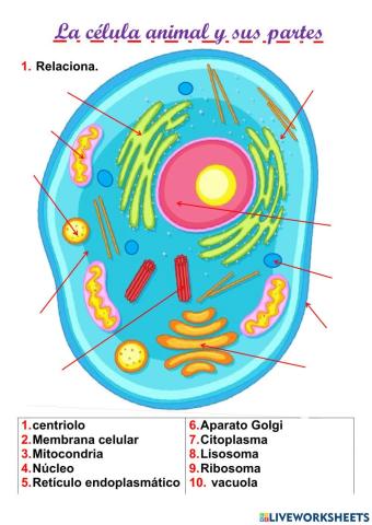 Célula animal