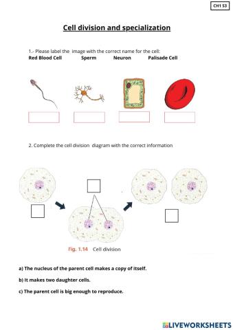 Cell division and specialization