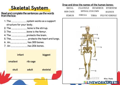 Skeletal system