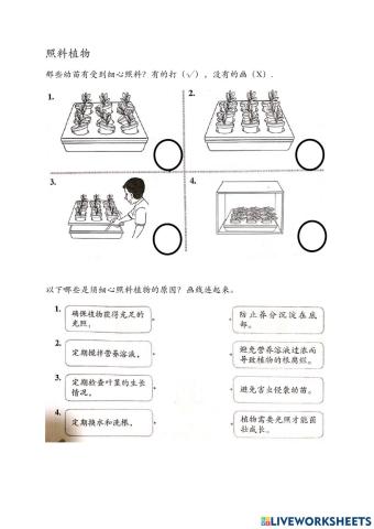 设计与工艺：照料植物