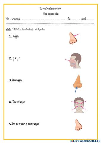 จมูกของฉัน