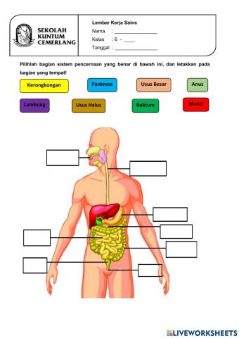 Lk Sistem Pencernaan Manusia