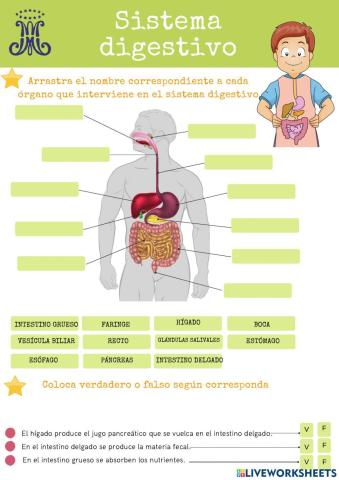 Sistema digestivo