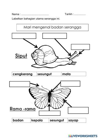 Badan serangga