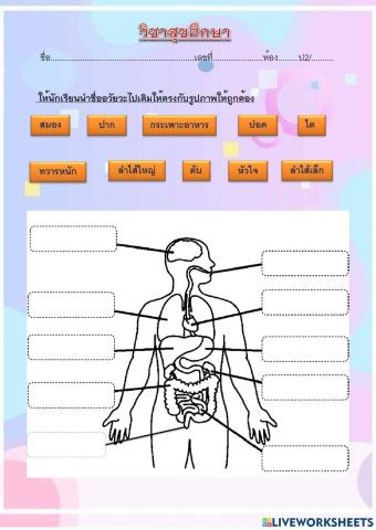 สุขศึกษา,อวัยวะ