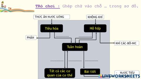 Trao đổi chất ở người (tt)