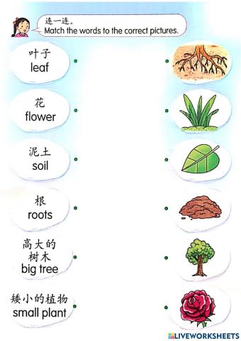 科学（植物-复习）