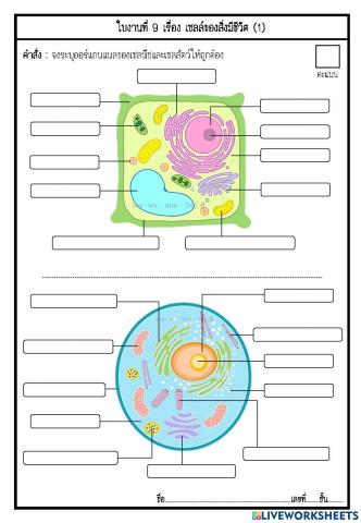 เซลล์ของสิ่งมีชีวิต (1)