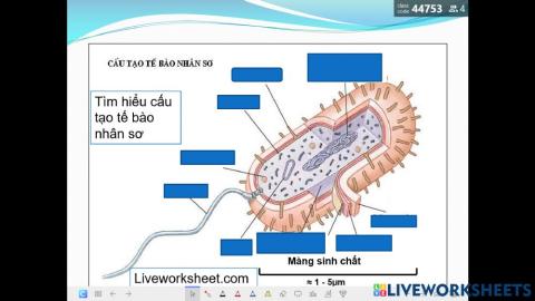 Tìm hiểu cấu tạo tế bào nhân sơ