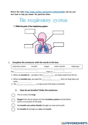 Respiratory System