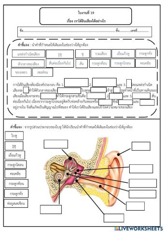 ใบงานที่ 19  เรื่อง เราได้ยินเสียงได้อย่างไร