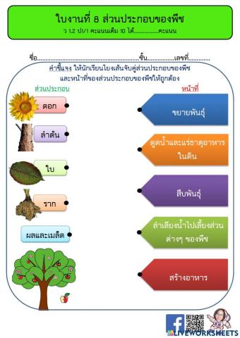 ส่วนประกอบของพืชและหน้าที่