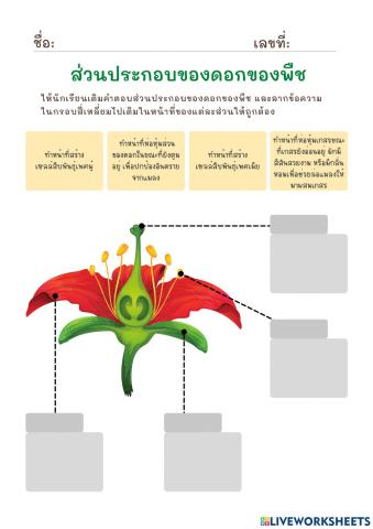 ใบงานที่ 8 ส่วนประกอบของดอกของพืช