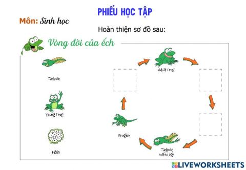 Phiếu bài tập mẫu