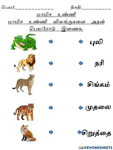 மாமிச உண்ணி (பயிற்சி 2)