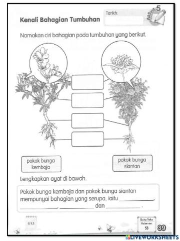 Sains tahun 1 tumbuhan