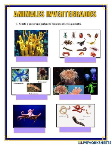 Animales invertebrados