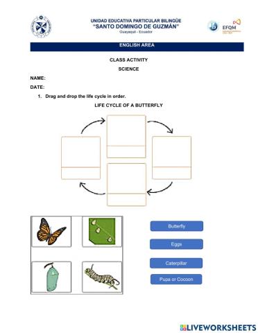 Life cycle of a butterfly