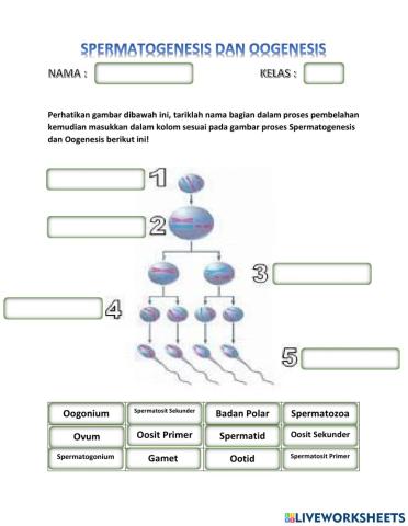 Spermatogenesis dan Oogenesis