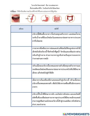 ใบงานวิทยาศาสตร์ ป.6 เรื่องอวัยวะในระบบย่อยอาหาร