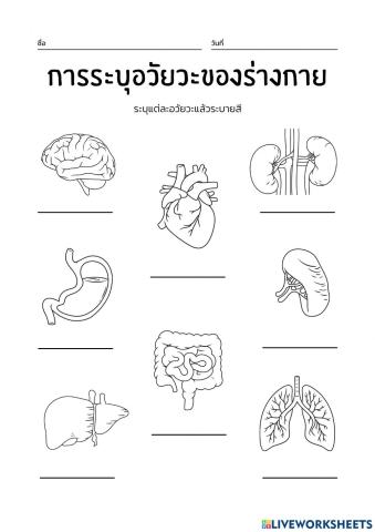 อวัยวะภายใน