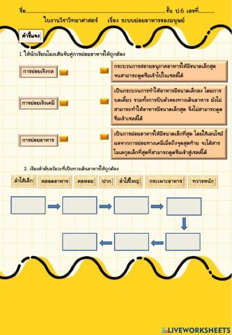 ระบบย่อยอาหารของมนุษย์