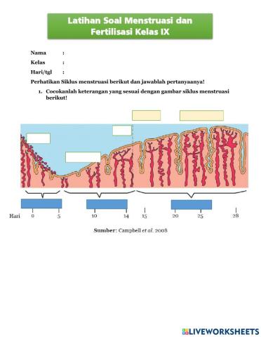 Menstruasi dan fertilisasi