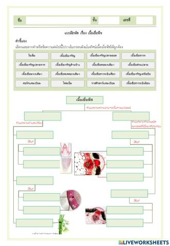 ผังมโนทัศน์เนื้อเยื่อพืช