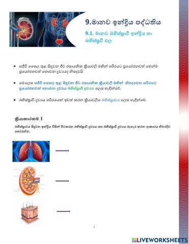 මානව බහිස්ස්‍රාවී ඉන්ද්‍රිය හා බහිස්ස්‍රවී ඵල