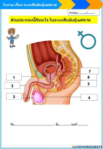 อวัยวะในระบบสืบพันธุ์เพศชาย