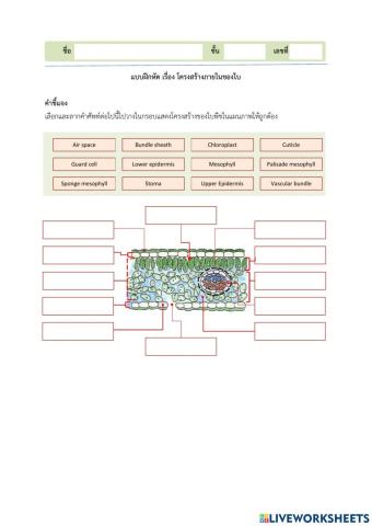 โครงสร้างภายในของใบ