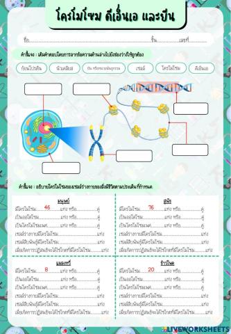 โครโมโซม ดีเอ็นเอ และยีน