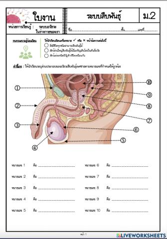 ใบงาน เรื่อง ระบบสืบพันธุ์1