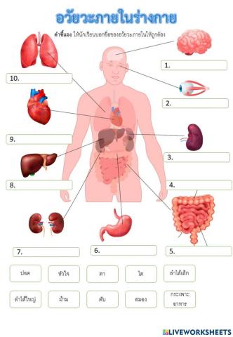 ร่างกายของเรา