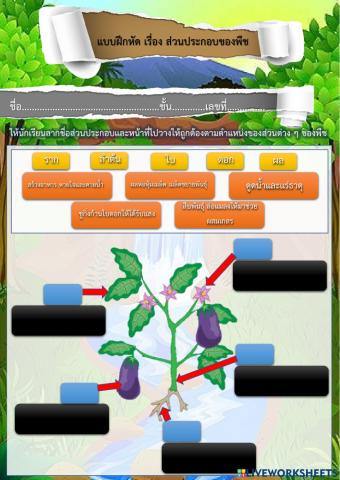 แบบฝึกหัดส่วนประกอบของพืช