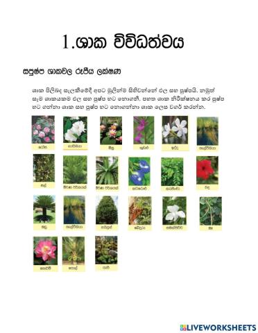 ශාක විවිධත්වය