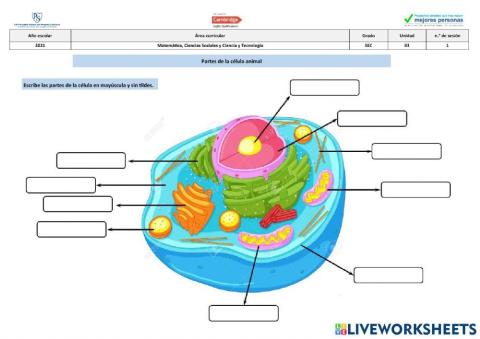 Partes de la célula animal