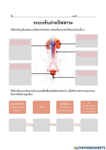 ใบงานที่ 2 ระบบขับถ่ายปัสสาวะ