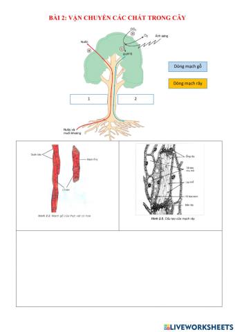 Vận chuyển các chất trong cây