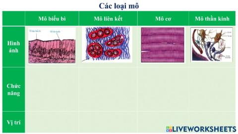 Phiếu bài tập mô