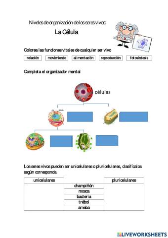 Organización de los seres vivos