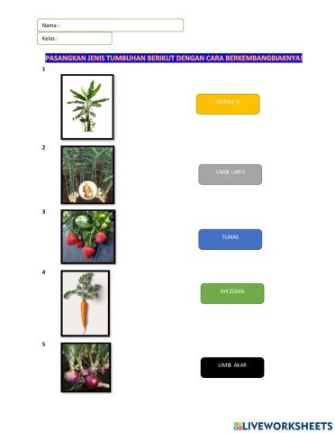 Sistem reproduksi tumbuhan