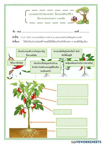 แบบทดสอบวิทยาศาสตร์(ส่วนประกอบต่างๆของพืช) ป.4 กับคุณครูทราย