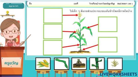 ส่วนประกอบของต้นข้าวโพด